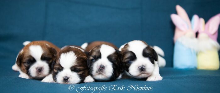 Allemaal Bruno , Barry , Bebe en Billi, foto 1