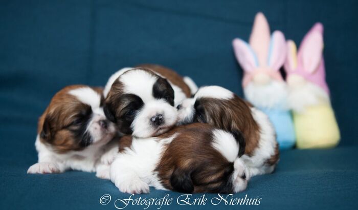 Allemaal Bruno , Barry , Bebe en Billi, foto 4