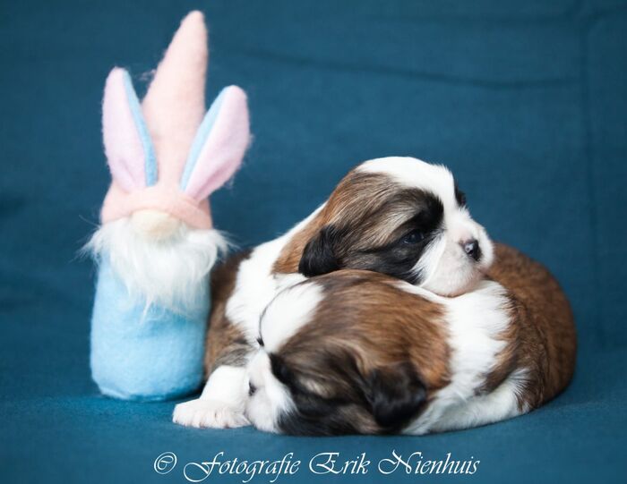 De 2 reuen Bruno en Barry, foto 1