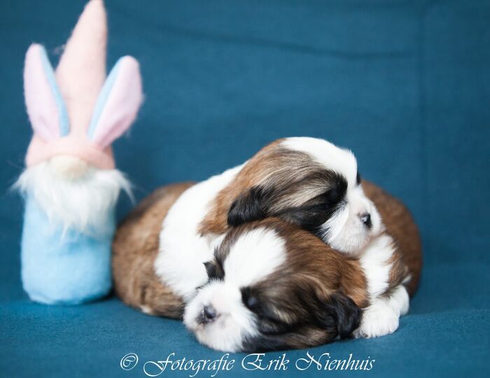 De 2 reuen Bruno en Barry, foto 2