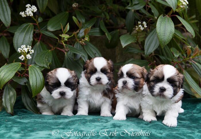 Allemaal Bruno , Barry , Bebe en Billi, foto 6