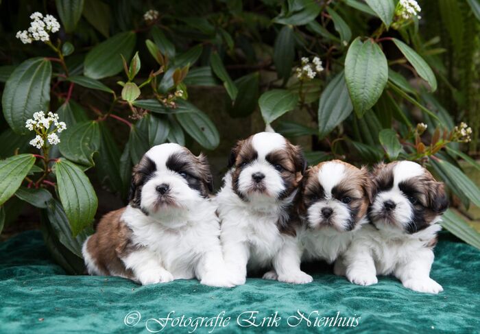 Allemaal Bruno , Barry , Bebe en Billi, foto 7