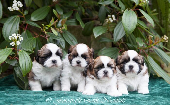 Allemaal Bruno , Barry , Bebe en Billi, foto 8