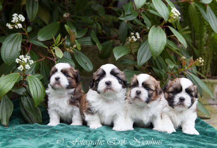 Allemaal Bruno , Barry , Bebe en Billi, foto 9