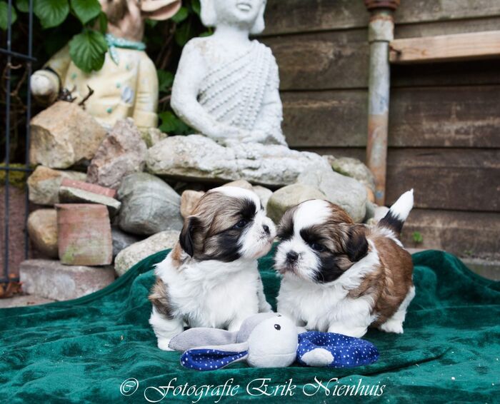 De 2 reuen Bruno en Barry, foto 3