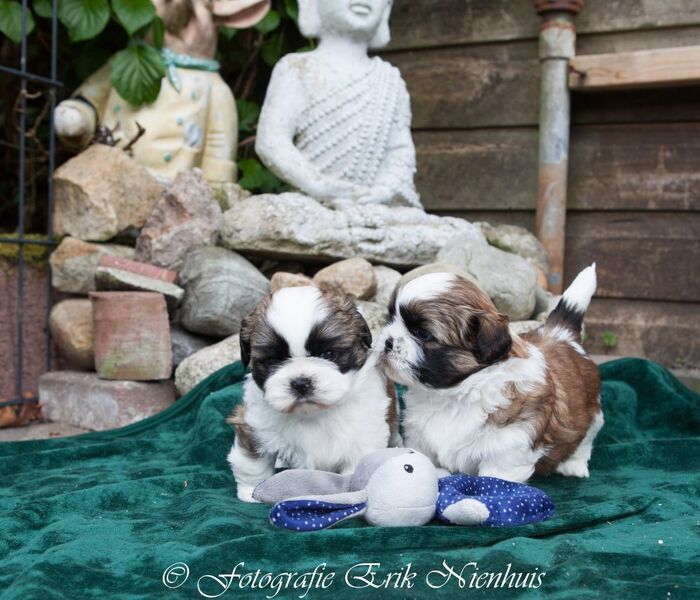 De 2 reuen Bruno en Barry, foto 4