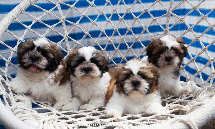 Allemaal Bruno , Barry , Bebe en Billi, foto 11