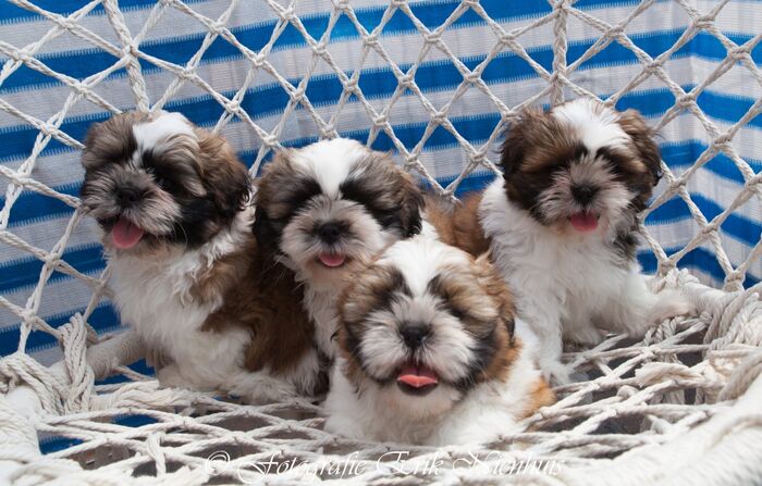 Allemaal Bruno , Barry , Bebe en Billi, foto 12