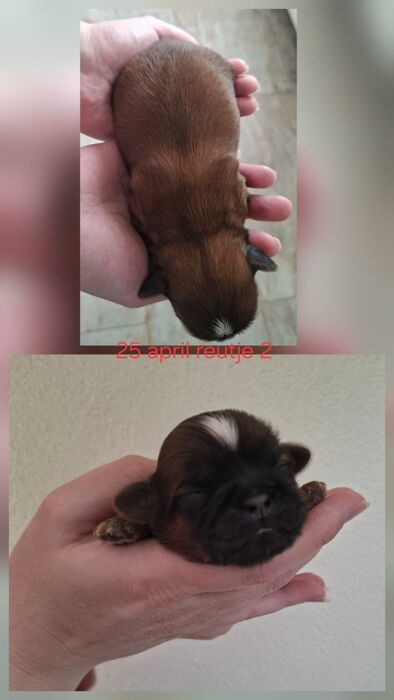 Milo, foto 4